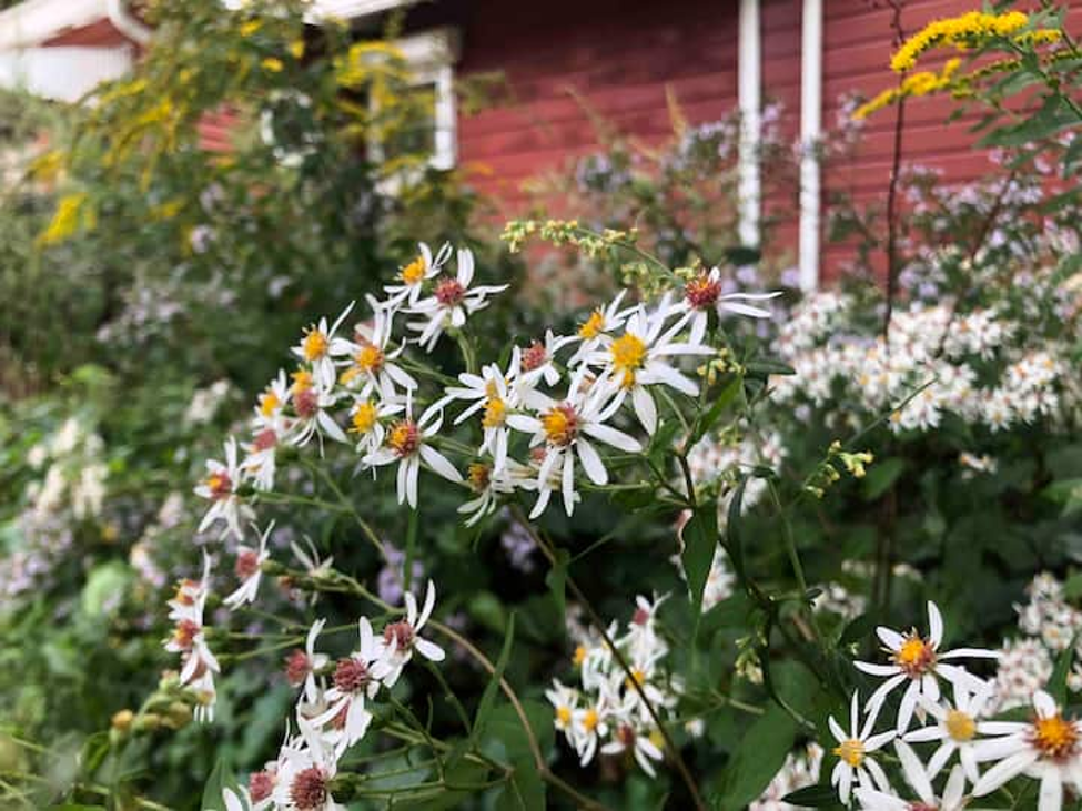 Wildflowers blooming beside the red cottage